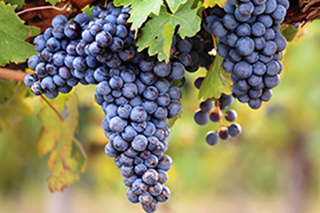 Rote Trauben an einer alten Rebe.